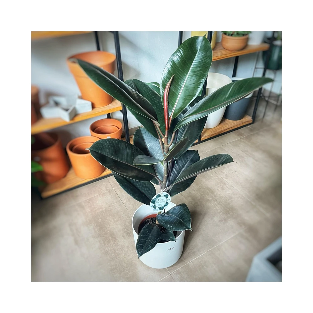 Ficus Elastica Burgundy Ficus Elastica Burgundy