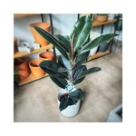 Ficus Elastica Burgundy Ficus Elastica Burgundy