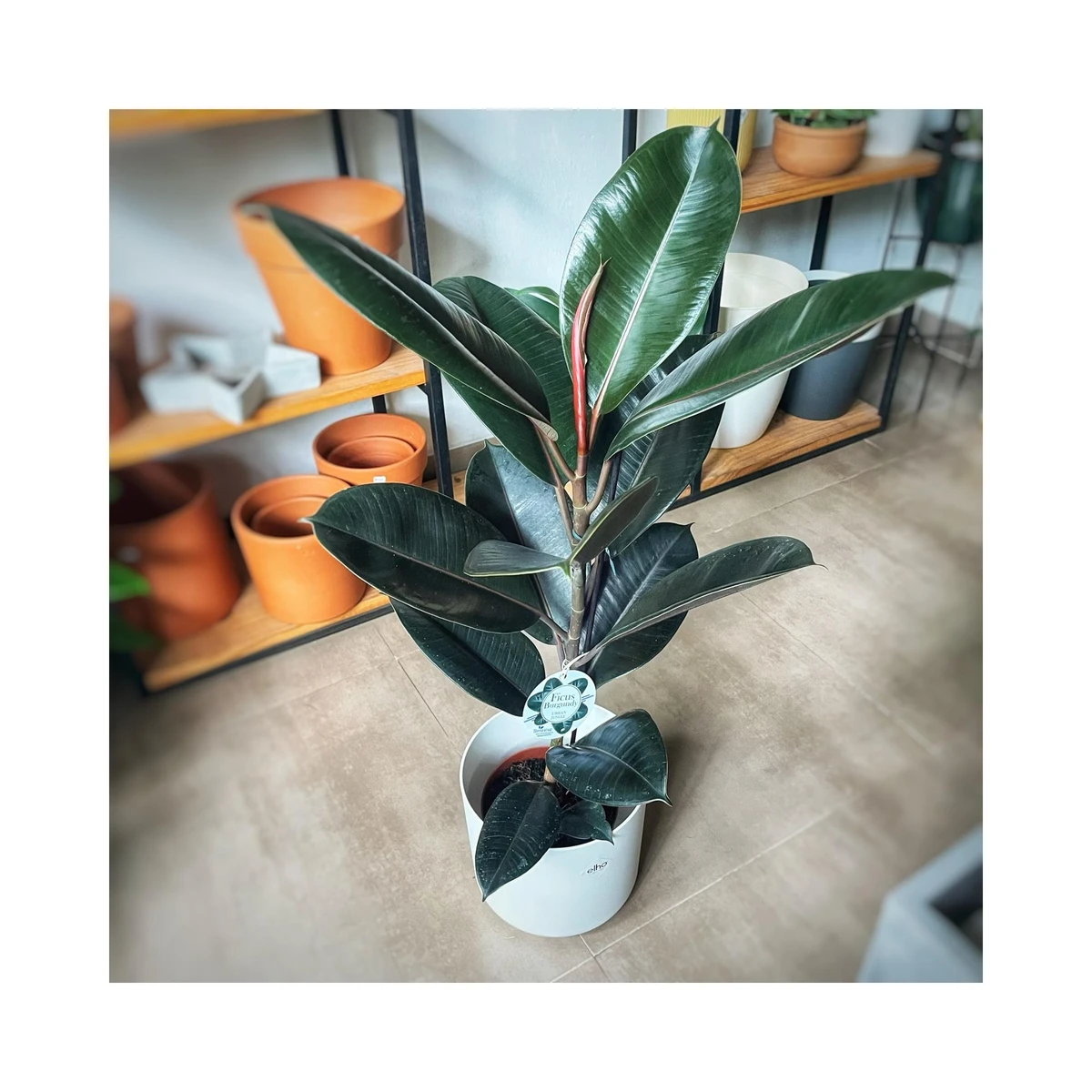 Ficus Elastica Burgundy 