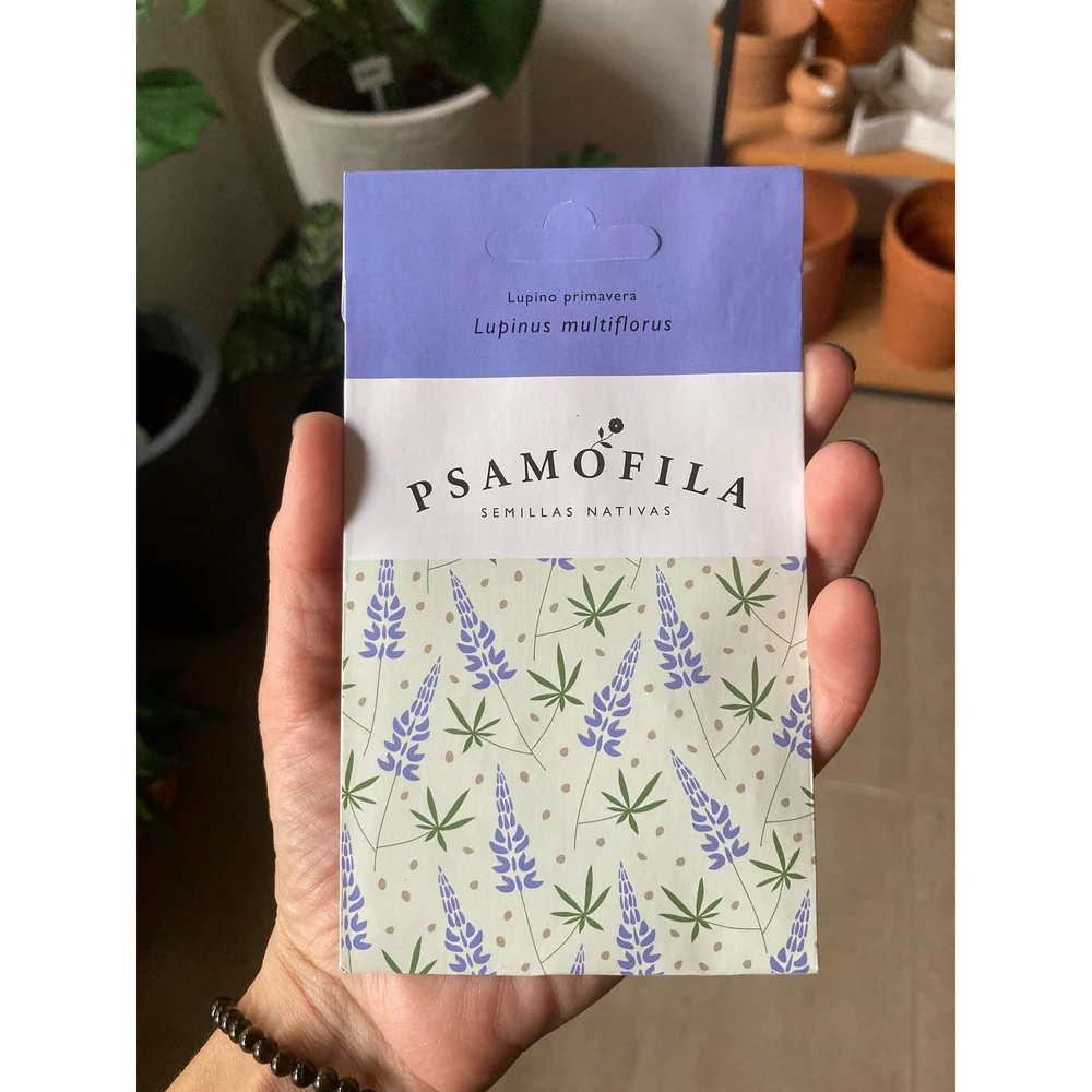 Semilla Psamofila Lupinus Multiflorus Semilla Psamofila Lupinus Multiflorus