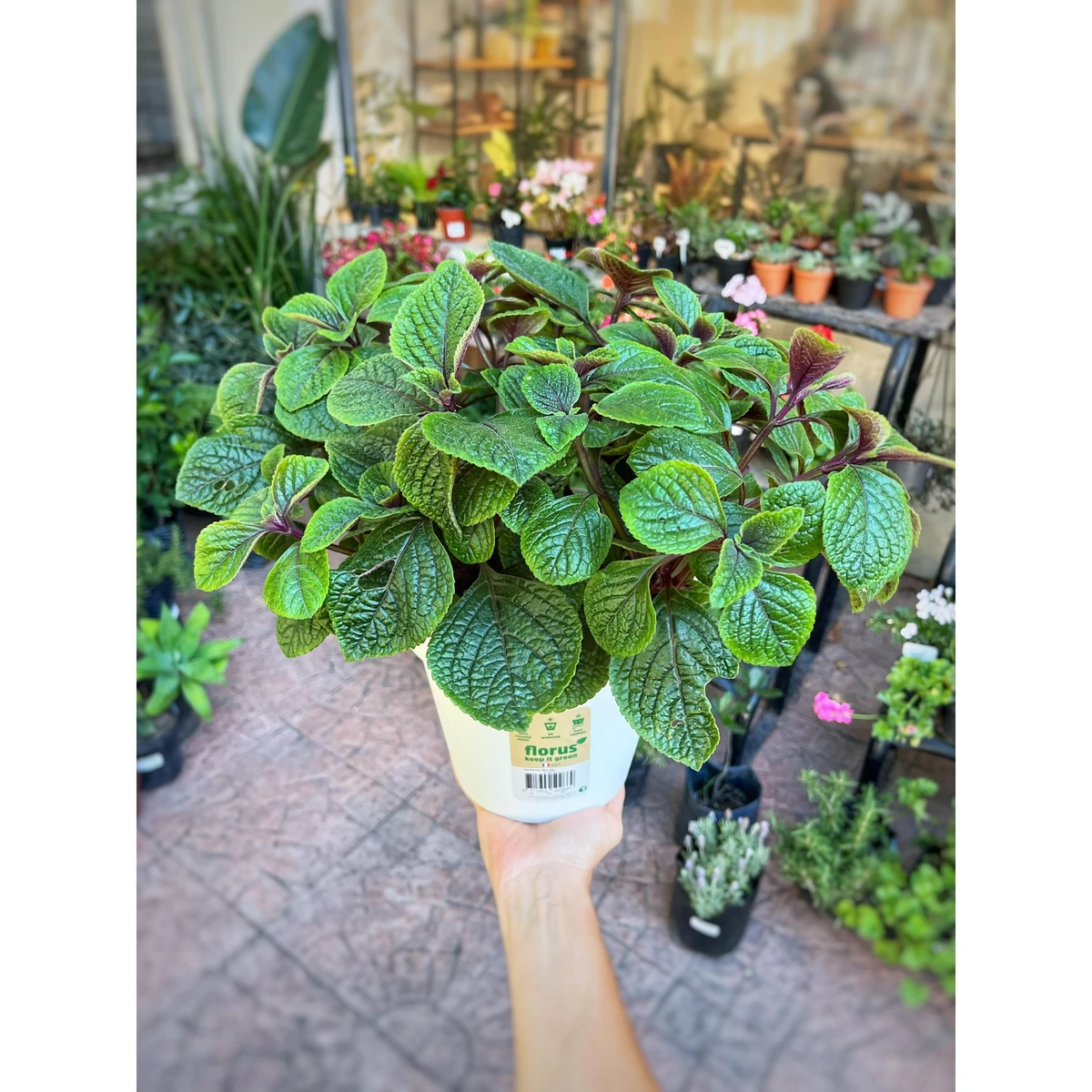 Plectranthus (dólar) negro 