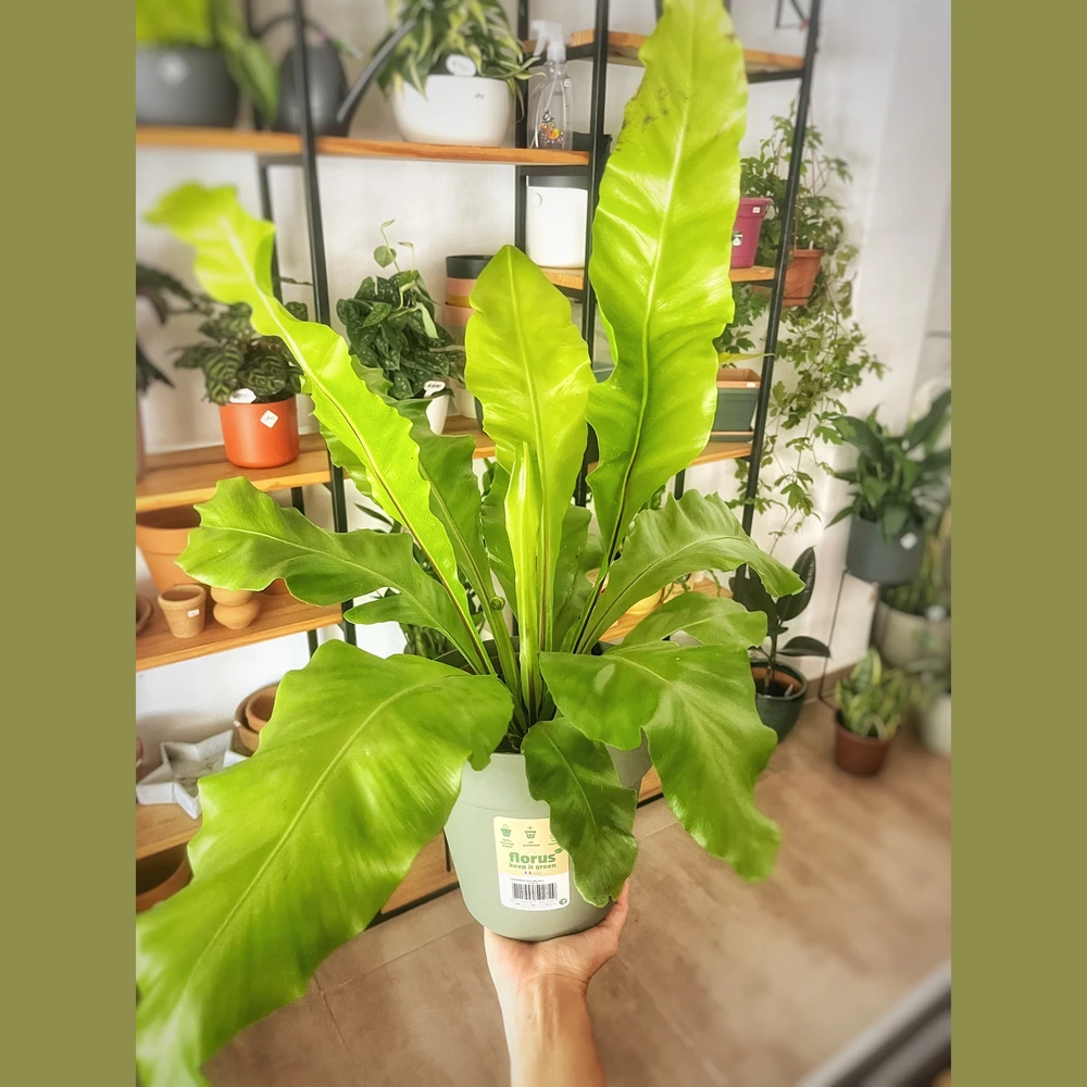 Asplenium Nidus Asplenium Nidus