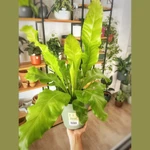 Asplenium Nidus Asplenium Nidus
