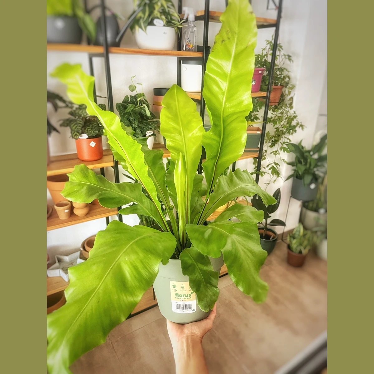 Asplenium Nidus 