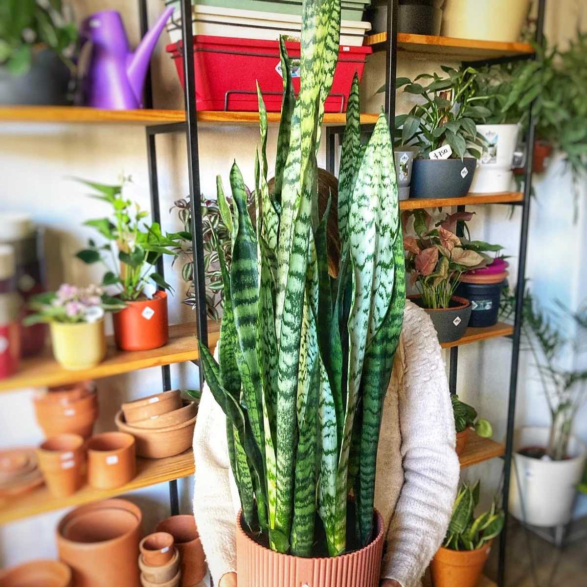 Sansevieria Santa Catalina 