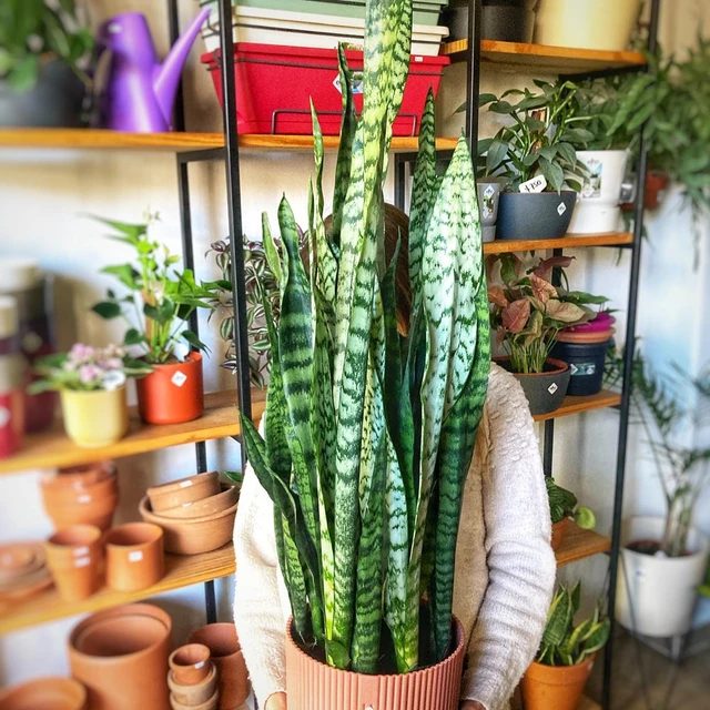 Sansevieria Santa Catalina Sansevieria Santa Catalina