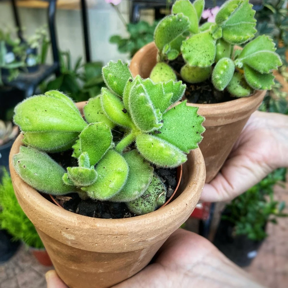 Cotyledon tomentosa (Suculenta Garra de Oso) Cotyledon tomentosa (Suculenta Garra de Oso)