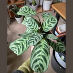 Calathea Burle Marx Calathea Burle Marx