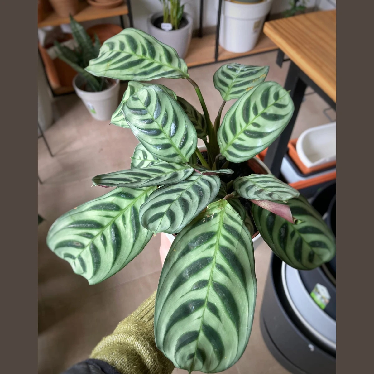 Calathea Burle Marx 