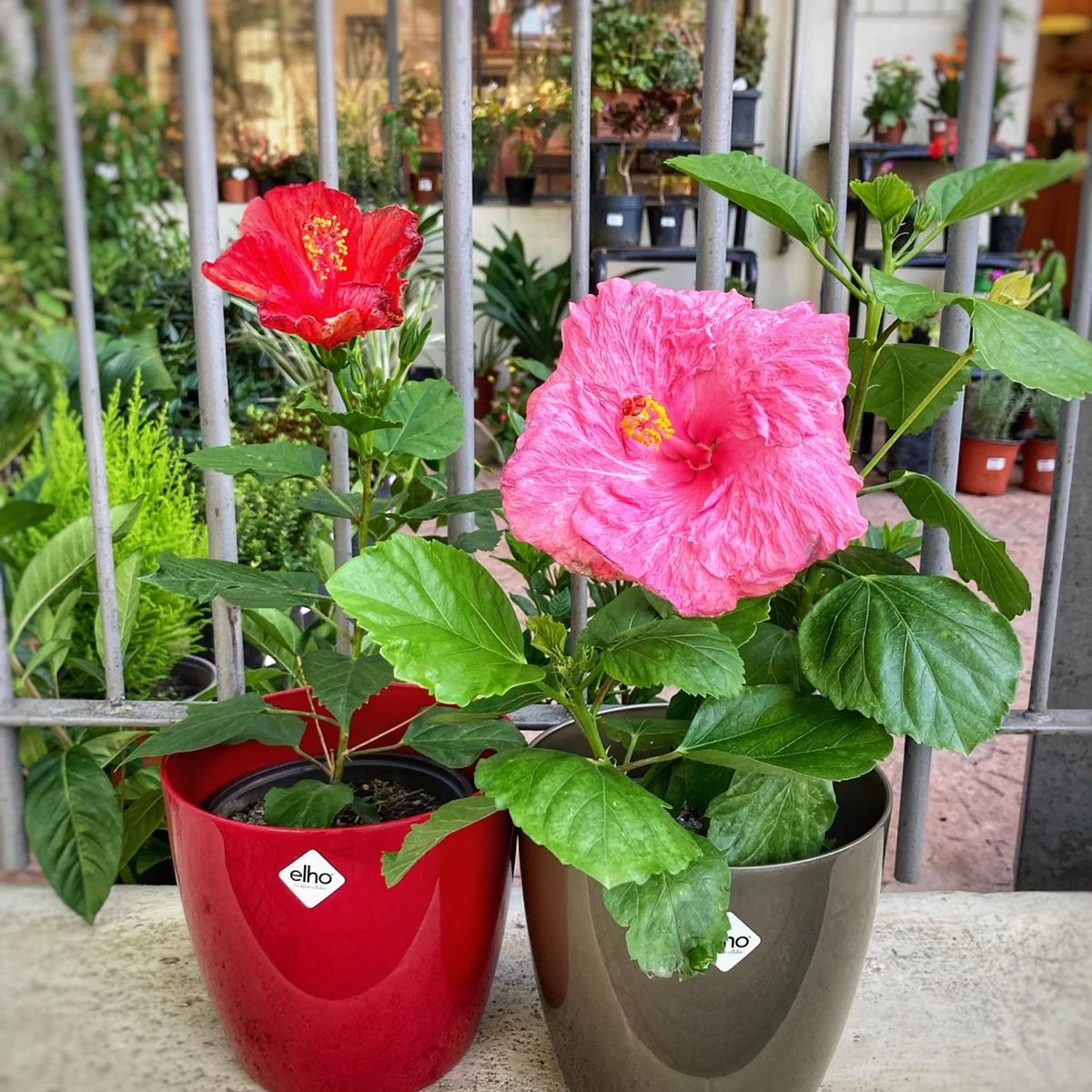 Hibisco 