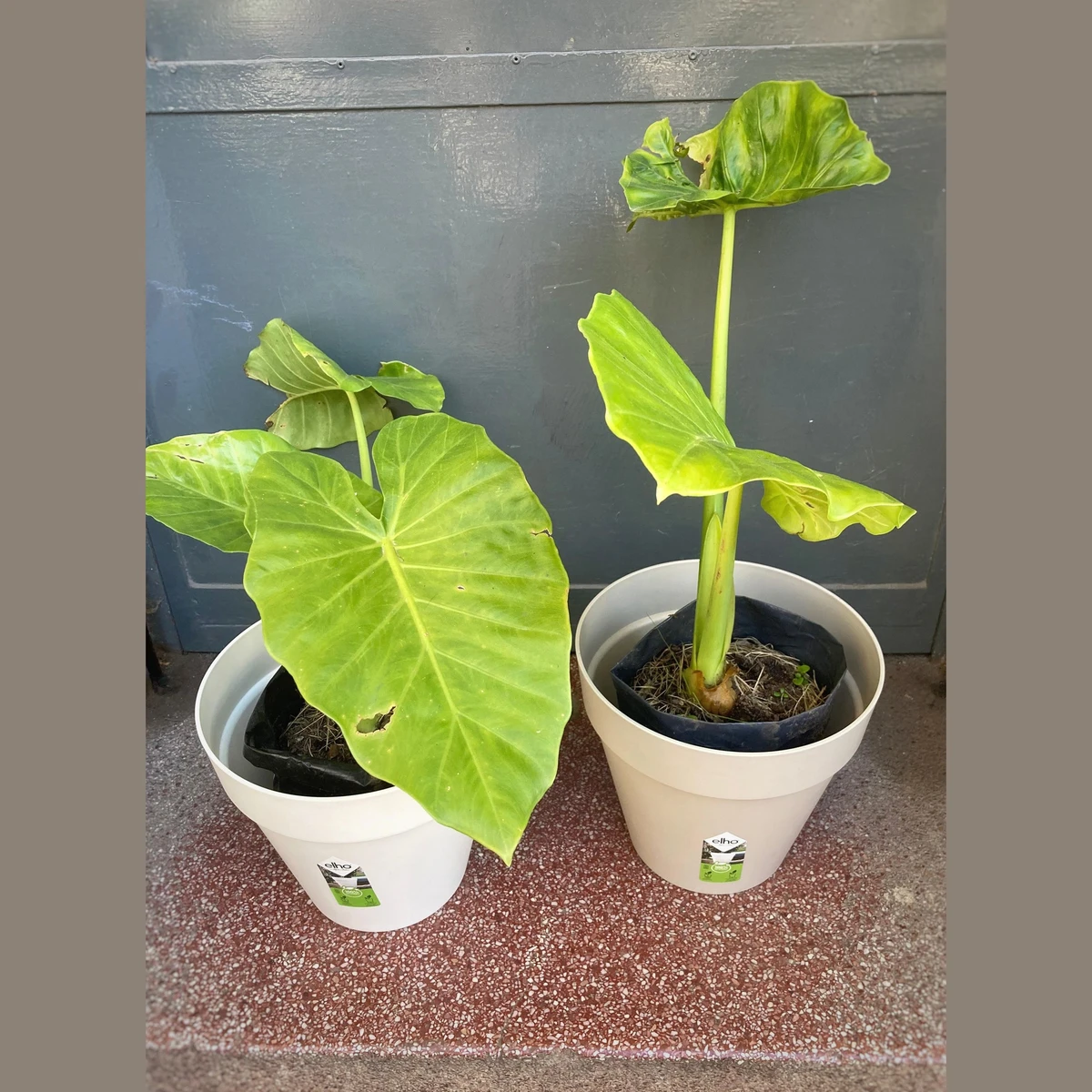 Alocasia Oreja de Elefante pequeña 