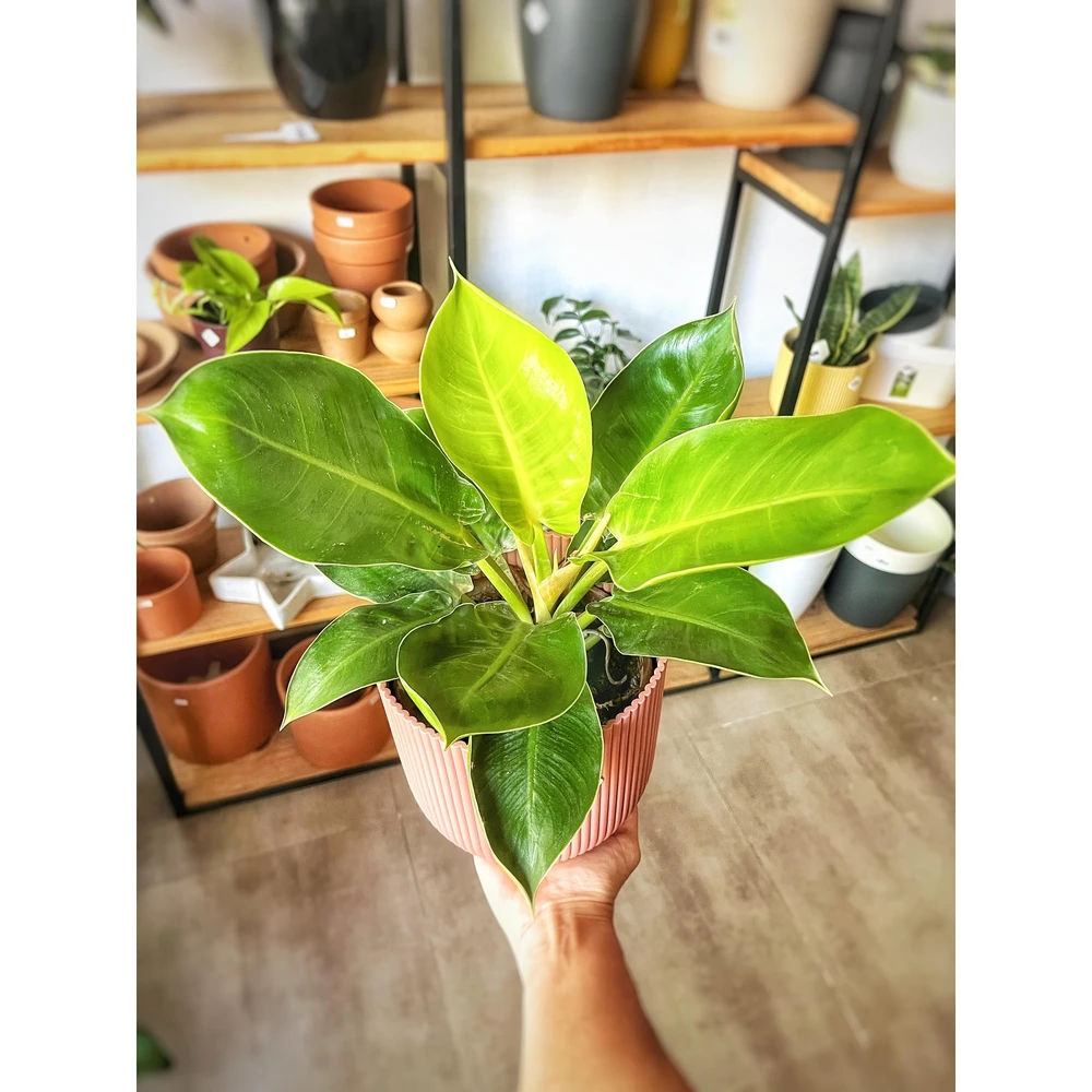 Philodendron Lua Clara Philodendron Lua Clara