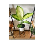 Dieffenbachia Camila Dieffenbachia Camila