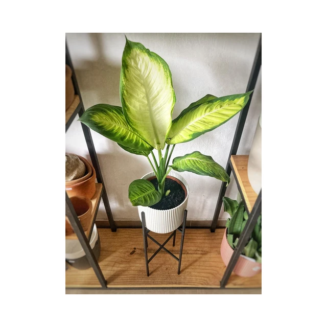 Dieffenbachia Camila Dieffenbachia Camila