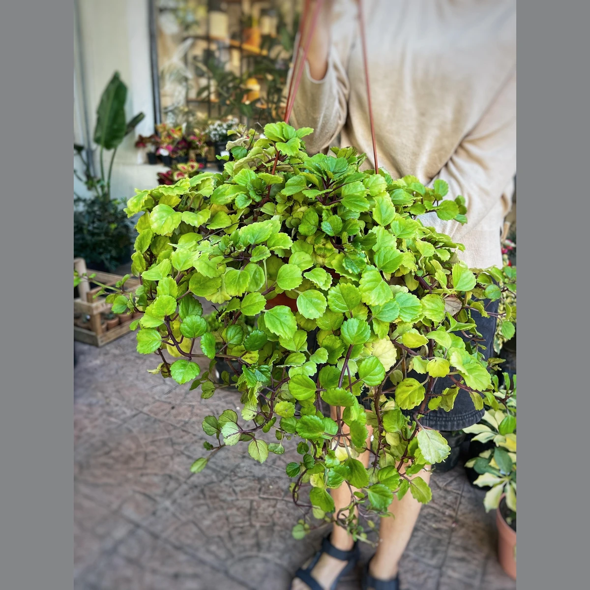 Plectranthus (dólar) grande 