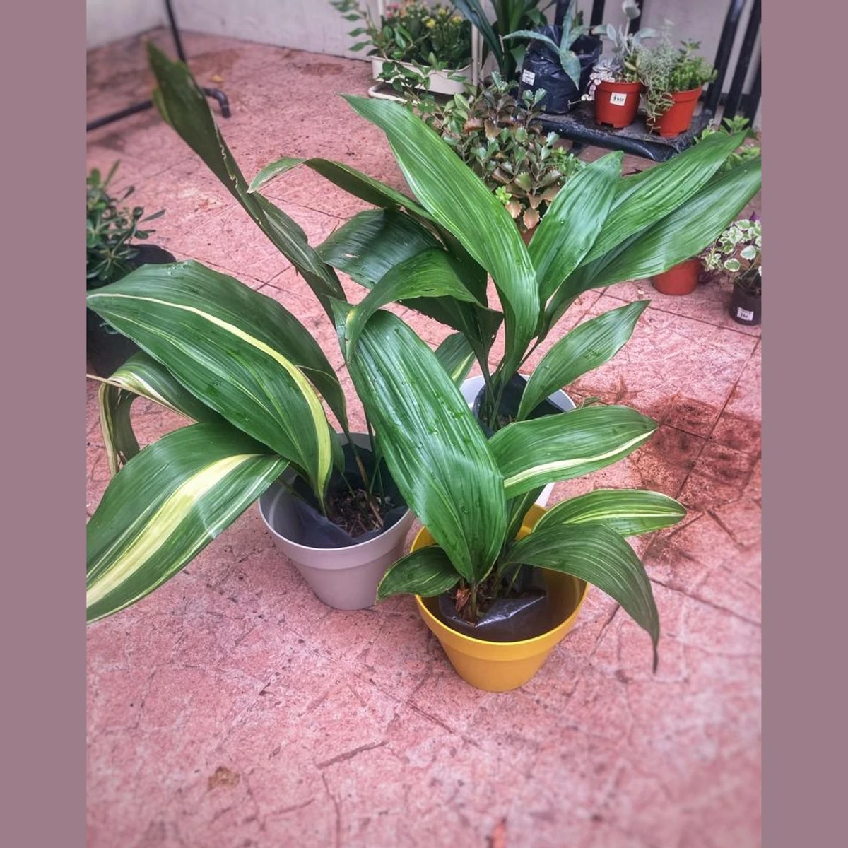 Aspidistra 