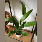 Aspidistra Aspidistra