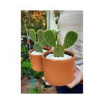 Cactus Opuntia Cactus Opuntia