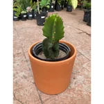 Cactus Euphorbia Mediano Cactus Euphorbia Mediano