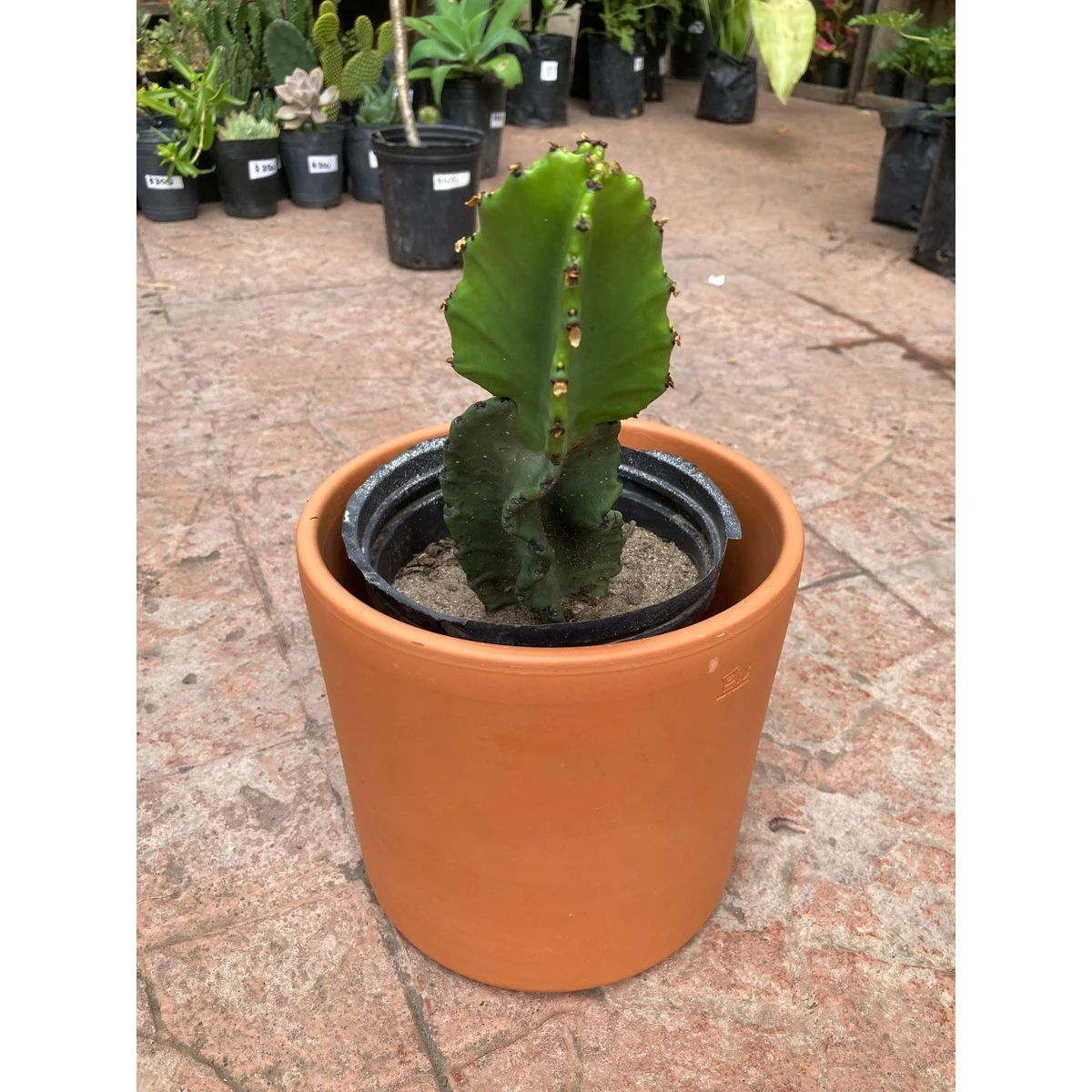 Cactus Euphorbia Mediano 