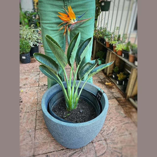 Strelitzia Reginae (Flor del Pajarito) mediana Strelitzia Reginae (Flor del Pajarito) mediana