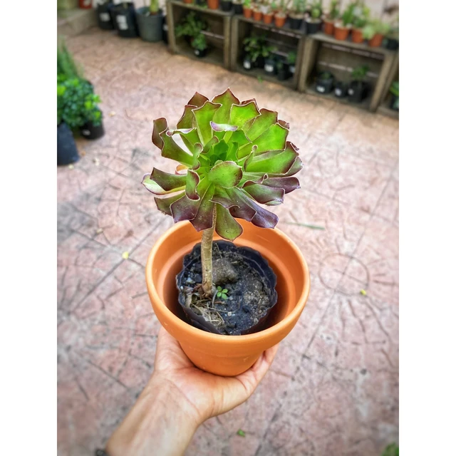Aeonium Arboreum Aeonium Arboreum