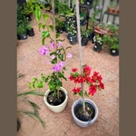 Bougainvillea (Santa Rita) Bougainvillea (Santa Rita)