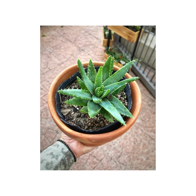 Aloe Brevifolia Aloe Brevifolia