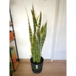 Sansevieria Trifasciata (Espada de San Jorge) XL Sansevieria Trifasciata (Espada de San Jorge) XL