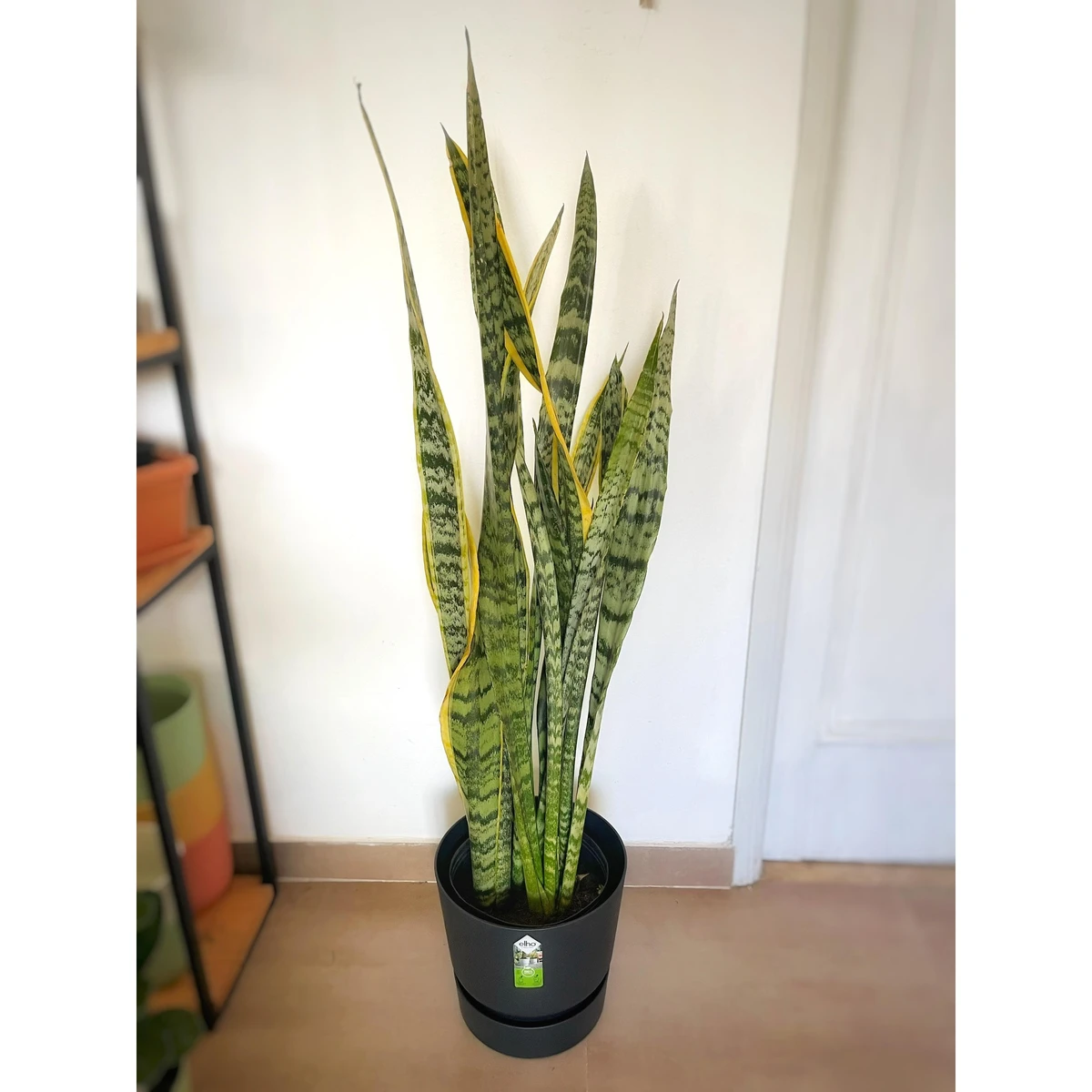 Sansevieria Trifasciata (Espada de San Jorge) XL 