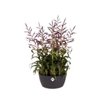 Brussels Bowl 23 cm Anthracite
