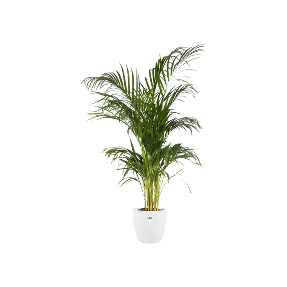 Brussels Round 14 cm White