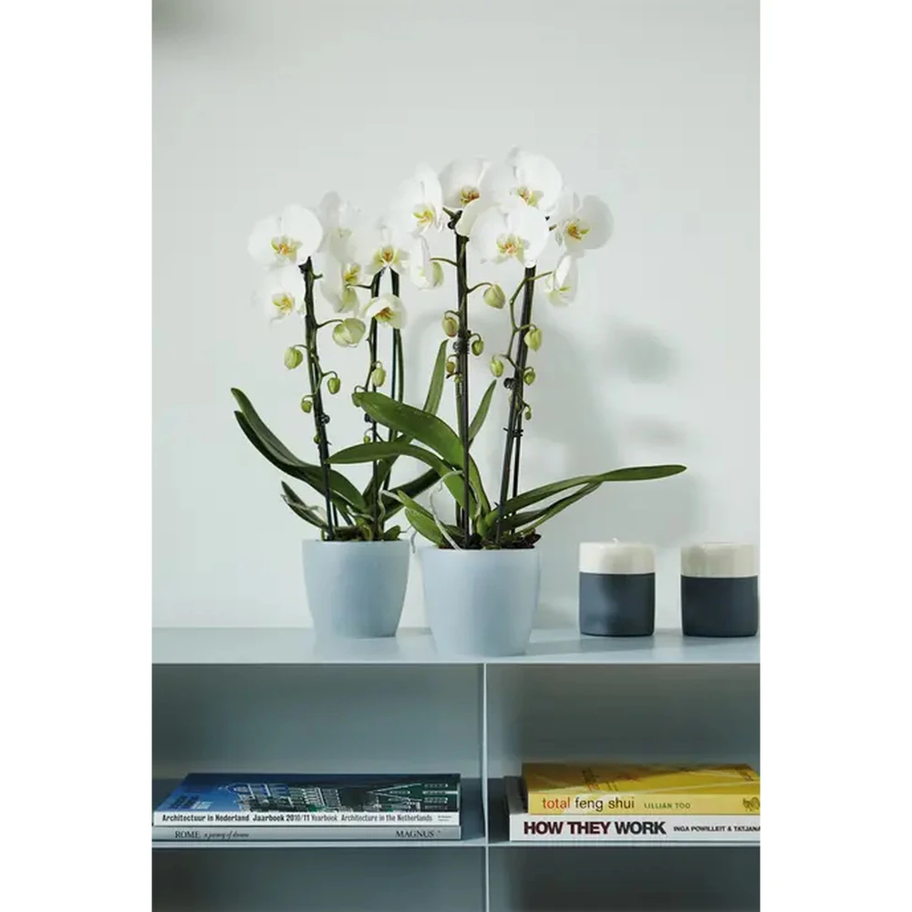 Brussels Orchid 16 cm Brussels Orchid 16 cm