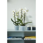 Brussels Orchid 16 cm Brussels Orchid 16 cm