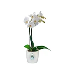 Brussels Orchid 16 cm Brussels Orchid 16 cm