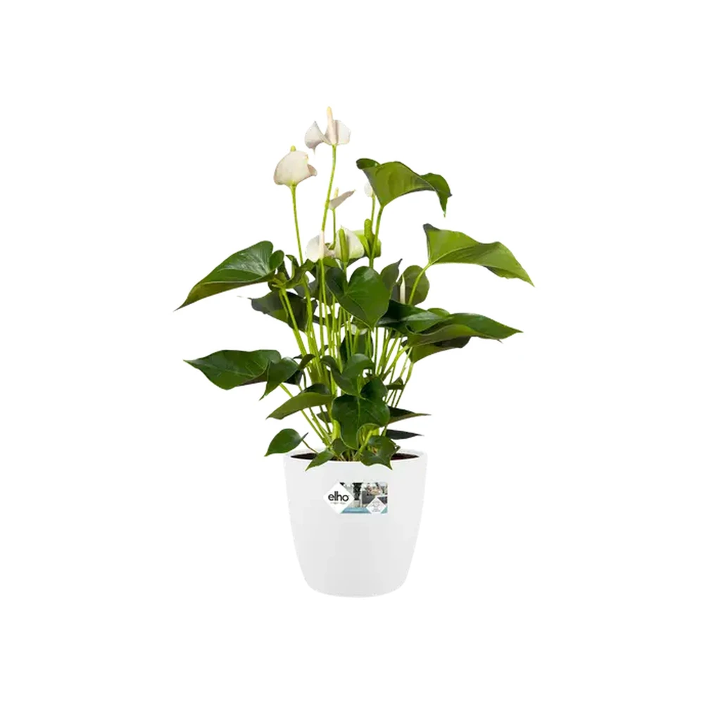 Brussels Round 30 cm White