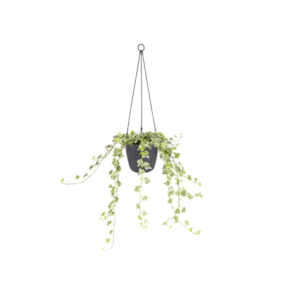 Brussels Hanging Basket 18 cm Anthracite