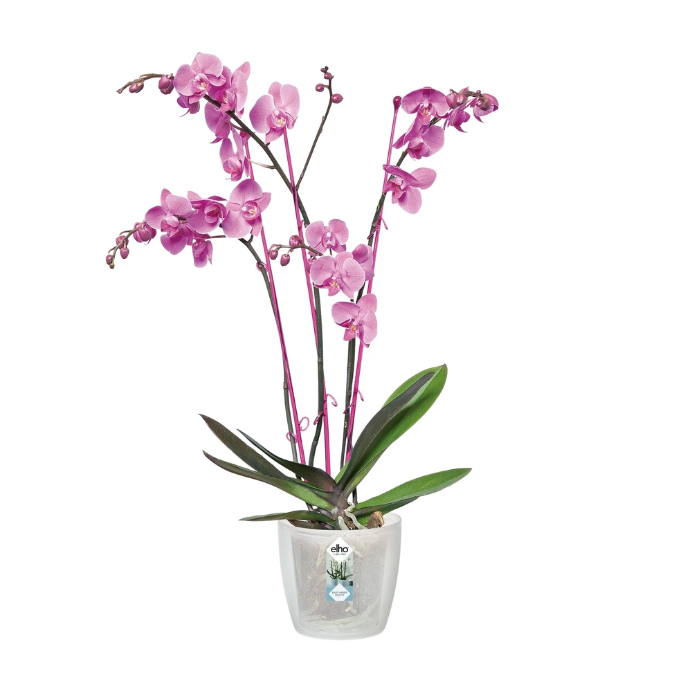 Brussels Orchid 12,5 cm Transparente