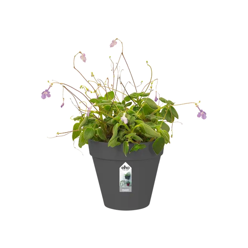 Loft Urban Green Wall Single 15 cm Anthracite