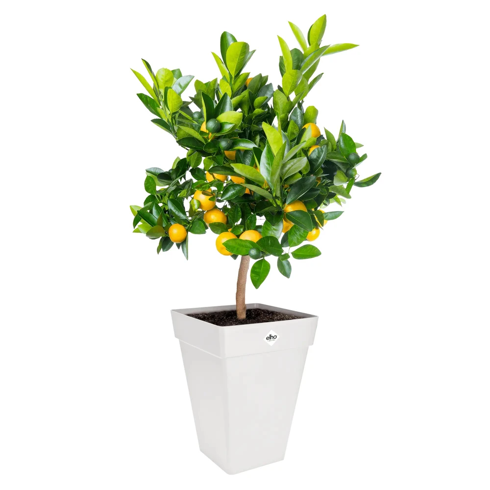 Loft Urban Square High 30 cm White