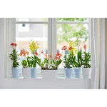 Brussels Orchid High 12,5 cm White