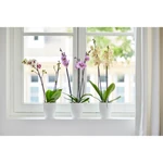 Brussels Orchid High 12,5 cm White