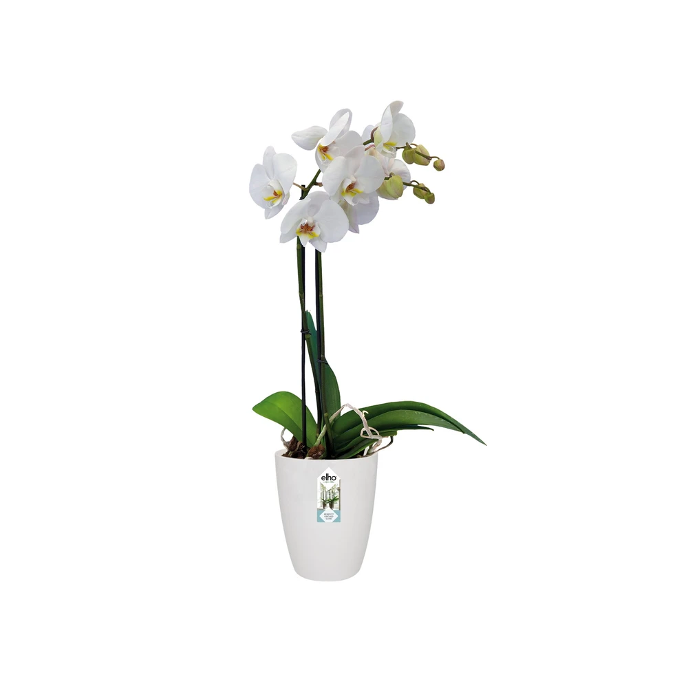 Brussels Orchid High 12,5 cm White