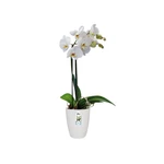 Brussels Orchid High 12,5 cm White