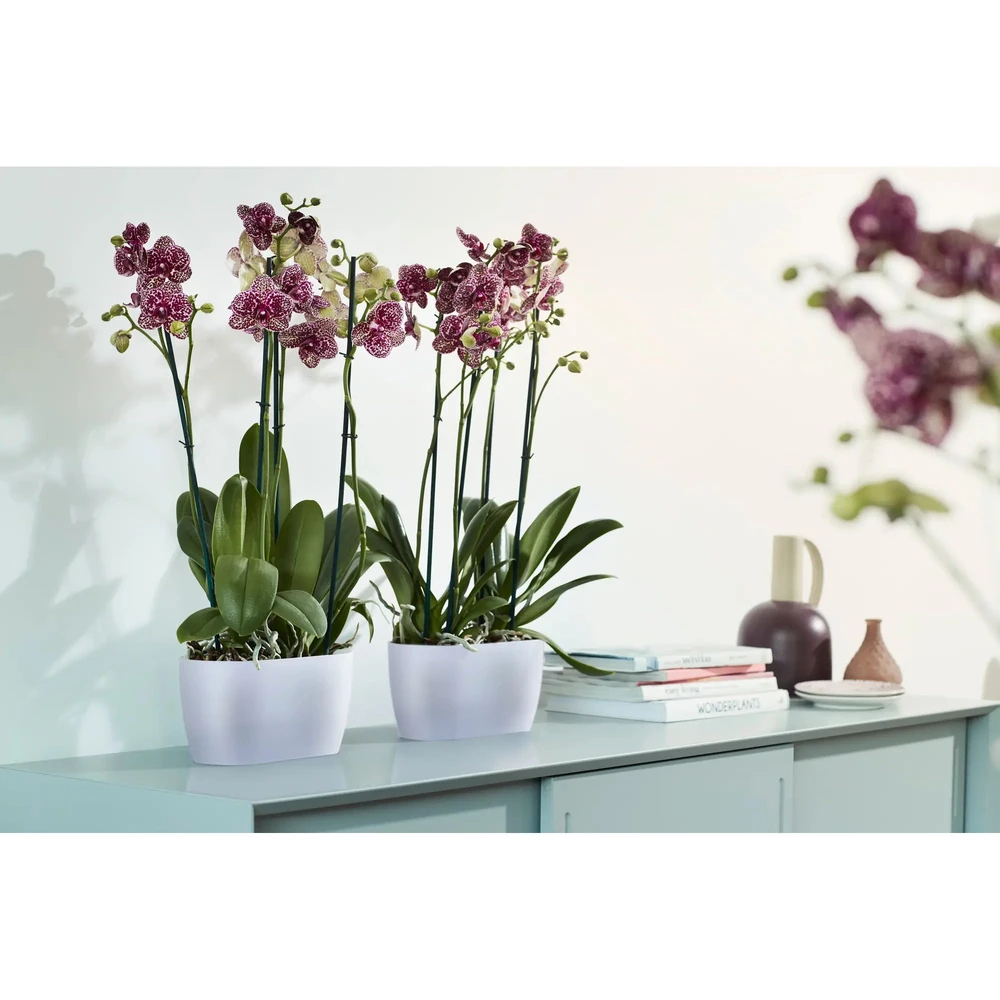 Brussels Orchid Duo 25 cm Transparent
