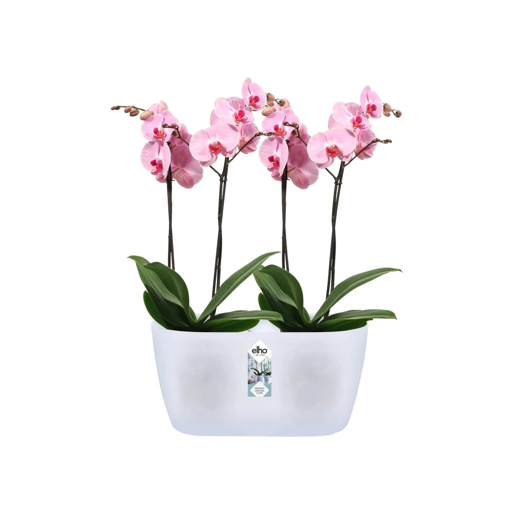 Brussels Orchid Duo 25 cm Transparent