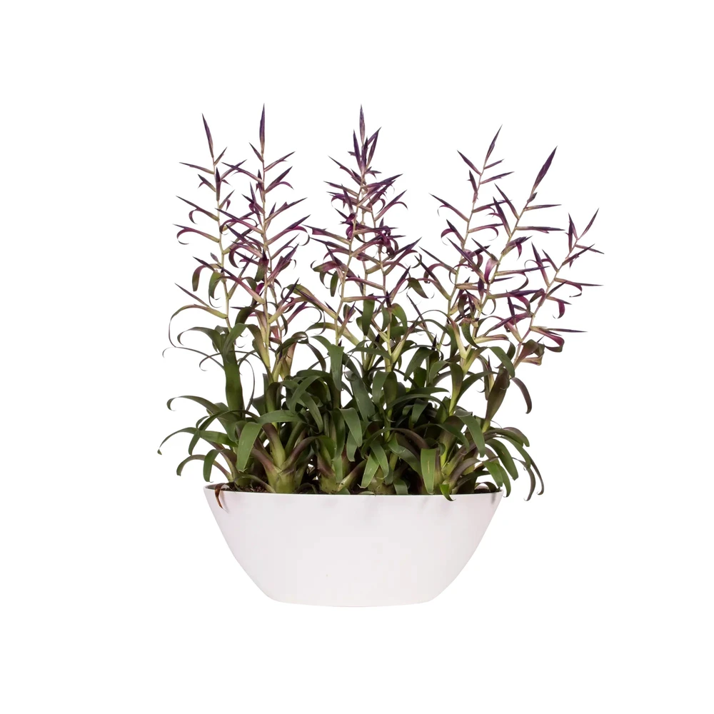 Brussels Oval 20 cm White