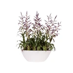 Brussels Oval 20 cm White