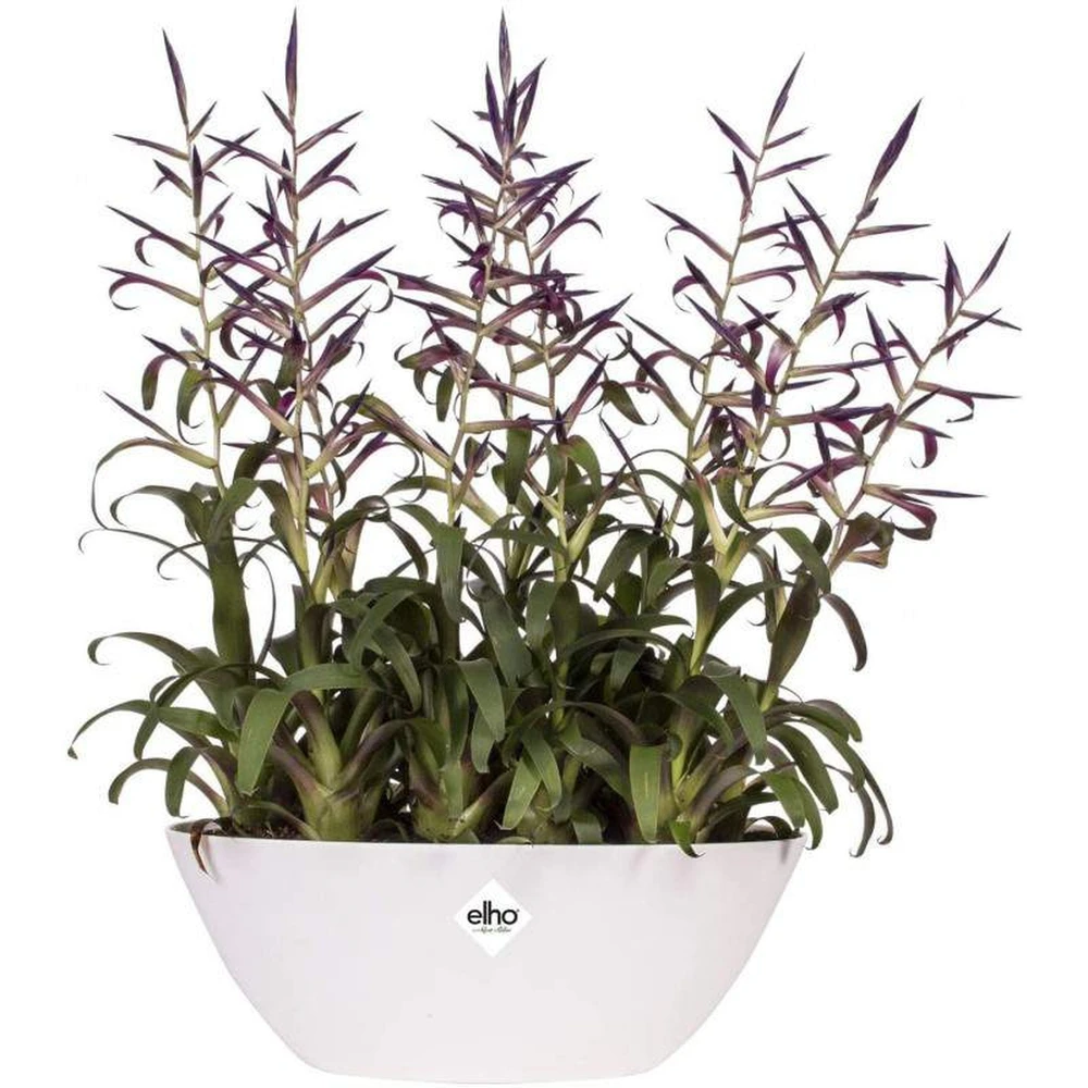Brussels Oval 20 cm White