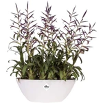 Brussels Oval 20 cm White